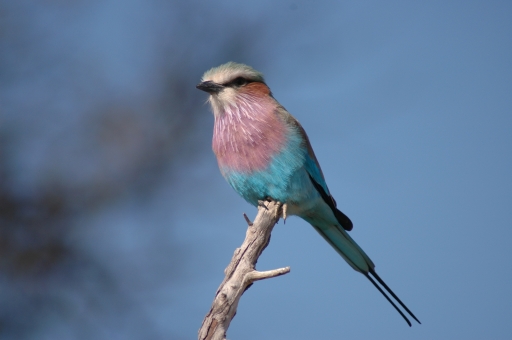 S lilac breasted roller 2 